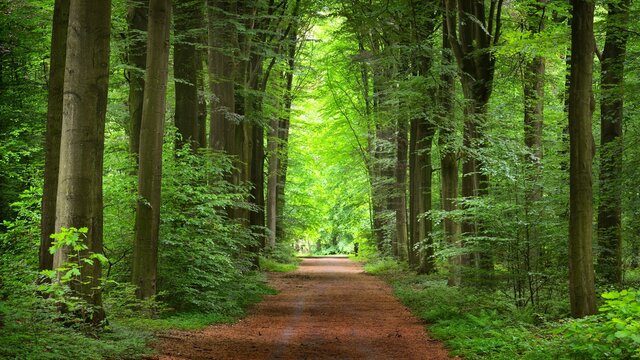 Nature and renewable energy environment